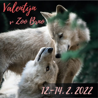 Valentýn v Zoo Brno